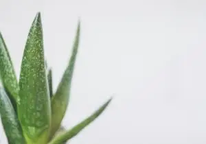 Aloe vera plant